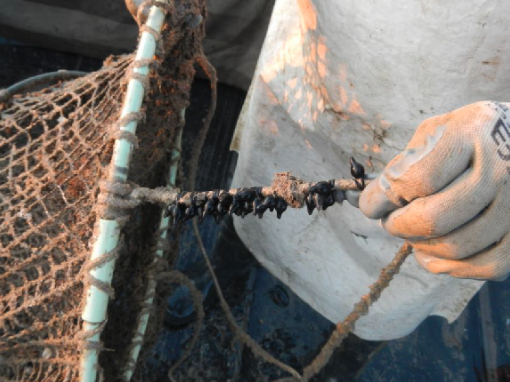Rafforzamento dell'ecosistema marino e della sua biodiversità nell'Alto Adriatico attraverso la tutela della risorsa seppia VeGAL Venezia Orientale