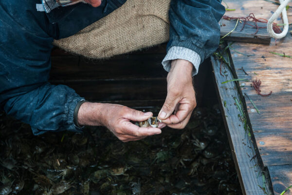 Pesca e Acquacoltura FLAG Veneziano FEAMPA 2021-2027 - VeGAL
